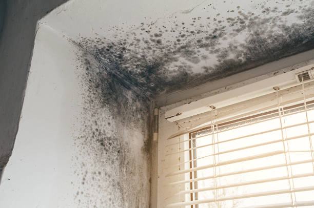 Affordable Basement Mold Removal solutions in Sparrows Point, MD